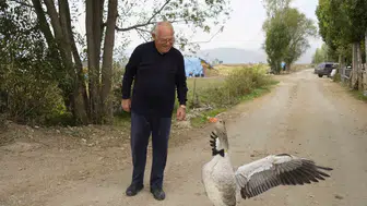 Sürüden dışlanan Junior'ın yeni yuvası İsmail dedenin yanı oldu