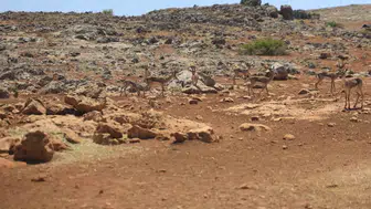 Dağ ceylanlarının yuvasına izinsiz müdahale eden şahsa ağır fatura