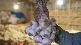 Çorum'un Üyük Sarımsağı artık tescilli bir marka