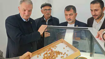 Düzce'de fındık hasadında kritik denetim: Üreticinin beklentileri masaya yatırıldı