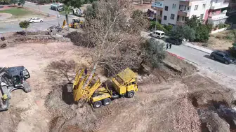Didim'de Kaykay Parkı inşaatında ağaç hassasiyeti: Yerleri değiştirildi