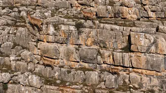 Munzur Dağları'nın sarp yamaçlarında yaban keçilerinin zorlu yolculuğu havadan görüntülendi