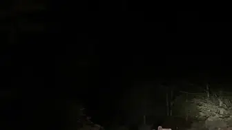 Soğucak Yaylası'nda mantar ararken karşılarına çıkan ayı ailesi şaşkınlık yarattı