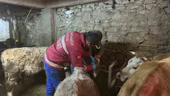 Aydıntepe'de büyükbaş hayvanlar için şap aşılama seferberliği genişliyor