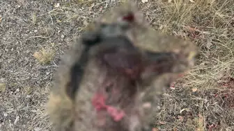 Sivrihisar’da Tarlalara Zarar Veren Yaban Domuzları Avlandı