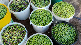 Eskişehir’de Zeytin Bereketi: 500 Ağaçtan Yüksek Verim