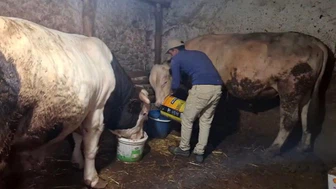 Eskişehir’deki dev danalar Guinness’e aday