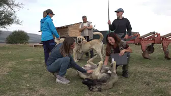 İtalyan Uzmanlar Türk Çoban Köpeklerini İnceledi
