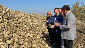 Alpu Kaymakamı Sönmezel Alpu’da Pancar Hasadına Katıldı