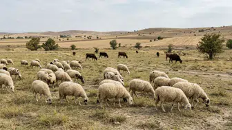 Eskişehir’de Hayvancılığın En Yoğun Olduğu İlçeler Hangileri?