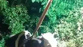 Karayılan'da Uçurumda Mahsur Kalan İnek İş Makinesiyle Kurtarıldı