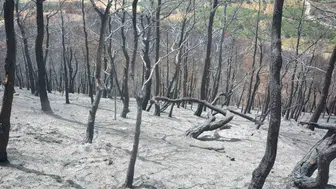 Susurluk'ta yangın yarası sarılıyor: Hükümlüler de yeşillendirme seferberliğinde