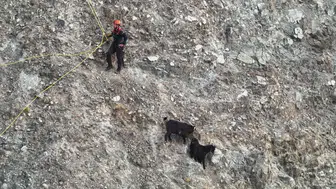 İnatçı keçiler için 2 saatlik dağ operasyonu: AFAD ve itfaiye seferber oldu