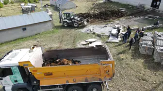 Erzincan'da gece baskını: Ağıla giren ayı 144 hayvanı telef etti