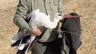 Elektrik akımına kapılan eşinin başında 5 gün nöbet tutan leylek, bitkin düşünce ekiplerce kurtarıldı