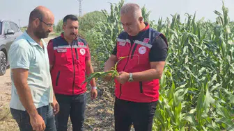 Antakya'da mısır hasadı tarlada denetimle sürüyor: Müdür Türkmen üreticiyle buluştu
