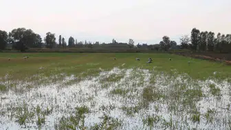 Iğdır'da yonca hasadı sonrası tarlalar leyleklerin ziyafet sofrasına dönüştü