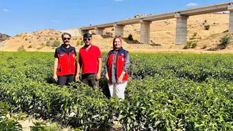 İscehisar'da tarımsal çeşitlilik hamlesi: Jalapeno biber tarlaları mercek altında