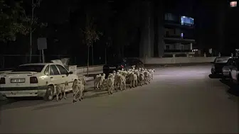 Çorum'da ağılın kapısını kıran koyunlar mahallede kısa süreli panik yarattı