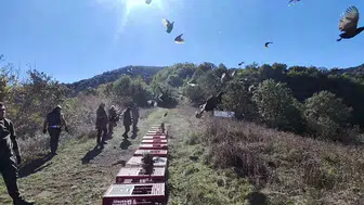Zonguldak ormanlarında sülün popülasyonunu artırmak için yeni adım