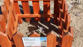 Ayvalık Badavut Sahili’nde kum zambaklarına ahşap koruma kalkanı