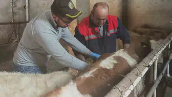 Aydıntepe'de hayvancılıkta hastalıkla mücadele dönemi: Şap aşısı ve küpeleme mesaisi