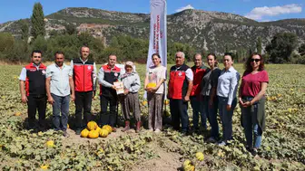 Muğla'da Ata tohumu seferberliği: Susuz yetişen Yayla kavununda hasat dönemi