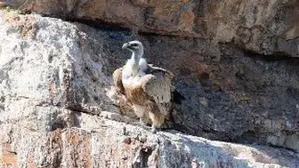 Artvin'in sarp zirvelerinde kızıl akbabaların gizli yaşamı görüntülendi