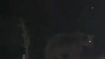 Pülümür ilçe merkezine kadar inen ayılar kameralara yansıdı