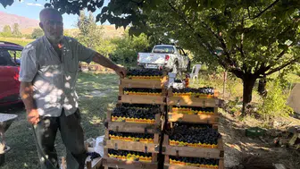 Erzincan'ın asırlık bağlarında Cimin Üzümü bereketi: Hasat başladı