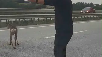 Samsun-Ankara kara yolunda yaralı geyiğe duyarlı müdahale