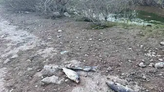 Ayvacık Barajı'nda alarm: İçme suyu kaynağında toplu balık ölümleri yaşanıyor