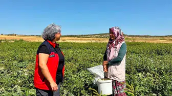 İhsaniye'de turşuluk salatalık mesaisi: Kadın üreticiler tarlada buluştu