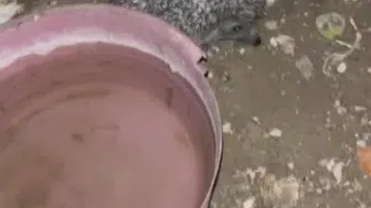 Bayburt'ta bir evin bahçesi yaban hayvanlarının uğrak noktası oldu
