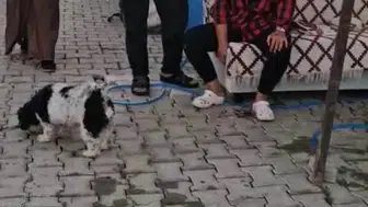 Antakya'da konteyner kentte dehşet anları: İmam nikahlı eşi ve ailesine palayla saldırdı