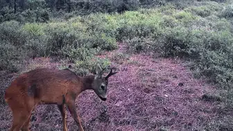 Ganos Dağları'nın gizli sakinleri fotokapanlara yansıdı