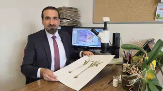 Muş'un yüksek zirvelerinde keşfedilen yeni tür: Muş Ters Lalesi bilim dünyasına girdi