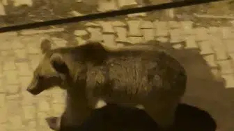 Sarıkamış'ta gece mesaisi: Mahalle arasına inen boz ayılar şaşkınlık yarattı