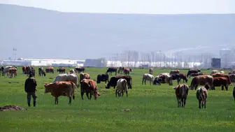 Hayvancılıkta destekleme dönemi başladı: Üreticiler için kritik takvim açıklandı