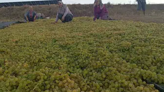 Sarıgöl'de üzüm üreticisi fiyat belirsizliğine karşı çareyi kurutmakta buldu