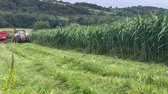 Sinop hayvancılığında verim devrimi: Maralfalfa ile 30 tonluk rekor beklentisi