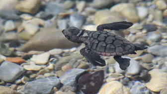 Aydın sahillerinde caretta caretta bereketi: 214 yavru güvenle denize ulaştı