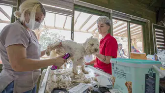 Mersin'de gönüllü kuaförlerden barınaktaki köpeklere özel bakım desteği