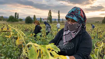 Çayırlı'da ayçiçeği hasadı başladı: Kuraklığa rağmen 8 bin ton rekolte beklentisi
