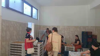 Aydın incirinde kaliteyi koruma mesaisi: Bozdoğan'da sıkı denetim