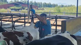 Söke’de hayvancılıkta sağlık güvencesi: Hastalıktan ari işletmeler mercek altında