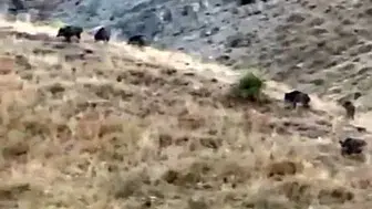 Yüksekova'da hasat öncesi domuz istilası: Bir yıllık emek bir gecede yok oldu