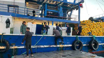 Didim’de hamsi avında kota takibi: Ekipler sahada denetimleri sıkılaştırdı