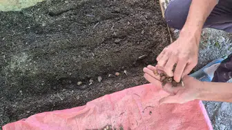 Pazarlar’da salep üretimi mercek altında: Sofular köyünde teknik denetim