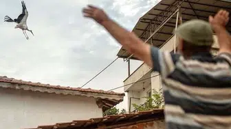 Eskikarağaç'ta hüzünlü veda: Yaren ve Nazlı leylek göç yoluna düştü
